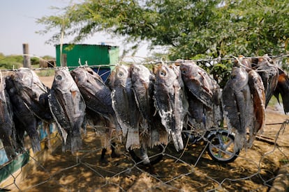 Tilapias pescadas en el lago Turkana de Kenia.