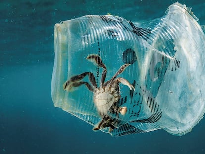 Un cangrejo permanece atrapado en un vaso de plástico en el mar en el Pasaje de Isla Verde en Filipinas.