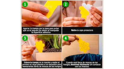 Trampa para moscas sobre fondo blanco.