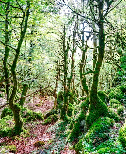 Imagen de la Selva de Irati, en Navarra.