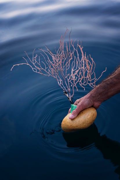 Devolución de una gorgonia al mar. Los científicos ya han retornado de esta forma unos 2.500 organismos.