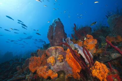 Arrecifes de coral en las costa de República Dominicana, en el Caribe.