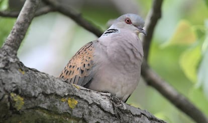 Una trtola permanece en un rbol.