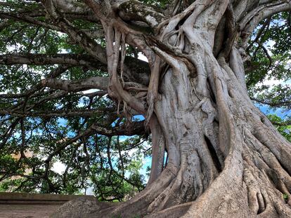 La insignificancia es otra de las sensaciones que surgen en el jardín, tanto bajo el árbol centenario como al lado de la minúscula hierba.