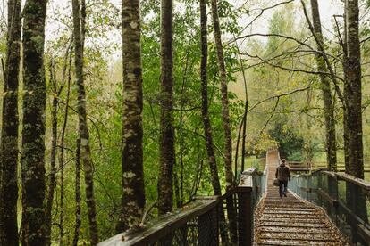 Una de las actividades estrella en las reservas naturales de Chile son los circuitos de tirolinas entre las copas de grandes árboles, conocido como 'canopy'. Se puede practicar cerca de Santiago (Cajón del Maipo), en el Jardín Botánico de Viña del Mar, o también en el sur, en la Reserva del Huilo-Huilo (en la foto), donde podremos combinar trekking y tirolinas en medio del bosque nativo.