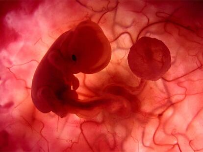 El feto ya tiene corazón, cerebro y espina dorsal.