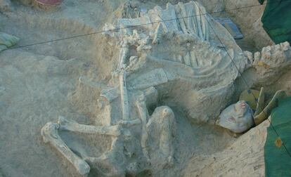 Fósiles del 'Decennatherium rex', en Madrid.