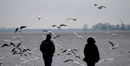 Una bandada de gaviotas vuelan sobre un paseo marítimo en Steinhude (Alemania).