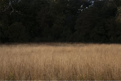 Meadow, 2015