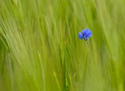 Una flor de aciano florece en un campo de centeno en Sieversdorf (Alemania).