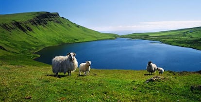 Ovejas en la isla de Skye, uno de los paisajes más cautivadores de las Highlands, las Tierras Altas de Escocia.