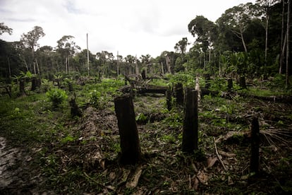 deforestacion en sudamerica