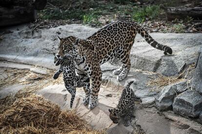 Dos jaguares recién nacidos junto a su madre en los jardines del zoo de París.