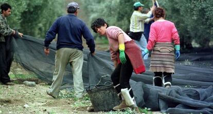 Varios jornaleros recogen aceitunas en un olivar de Jaén.