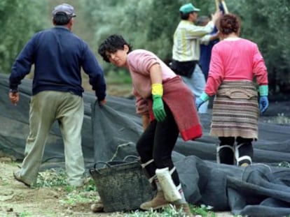 Varios jornaleros recogen aceitunas en un olivar de Jaén.