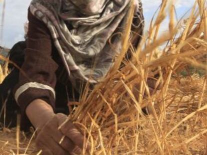 Una agricultora palestina recoge trigo a las afueras del campo de refugiados de Rafah.