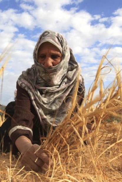 Una agricultora palestina recoge trigo a las afueras del campo de refugiados de Rafah.