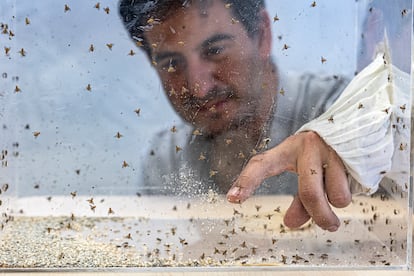 Jaime García de Oteyza, director de la bioplanta de Caudete de las Fuentes (Valencia), muestra unas moscas recién nacidas.
