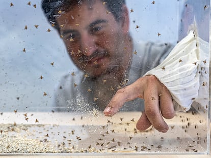 Jaime García de Oteyza, director de la bioplanta de Caudete de las Fuentes (Valencia), muestra unas moscas recién nacidas.