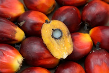 Una semilla de la palma de aceite, recogida en Malasia en enero.