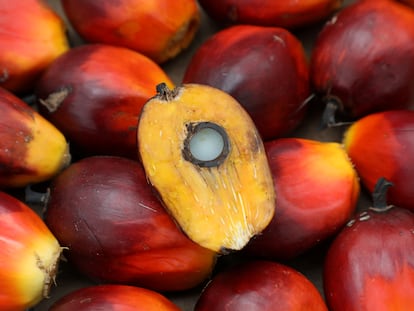 Una semilla de la palma de aceite, recogida en Malasia en enero.