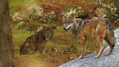 Un fotograma de &#039;Wildmed, el &uacute;ltimo bosque mediterr&aacute;neo&#039;.