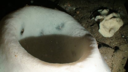 Esponja cristal ('Asconema setubalense') en el fondo marino