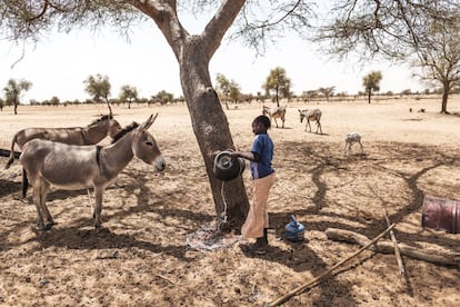 Una niña echa agua en un árbol en Ndiama Peulh, Senegal.