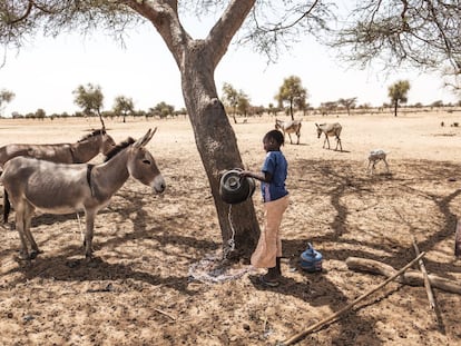 Una niña echa agua en un árbol en Ndiama Peulh, Senegal.