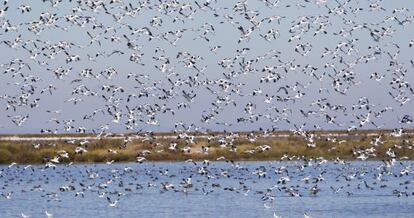 Un grupo de aves sobrevuela Doñana.