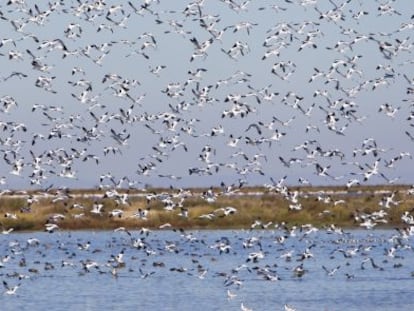 Un grupo de aves sobrevuela Doñana.