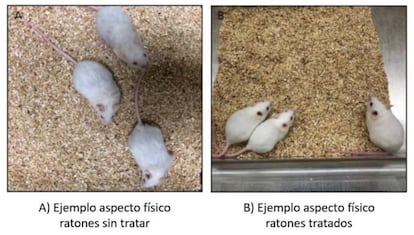 Imagen comparativa de ratones que recibieron el tratamiento.