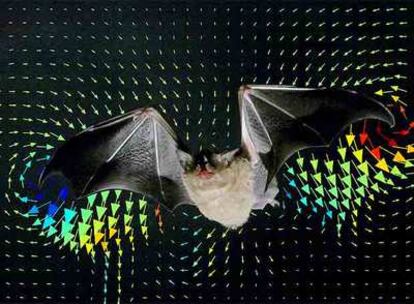 Imagen de un murciélago en el túnel de viento con los datos aerodinámicos de su vuelo.