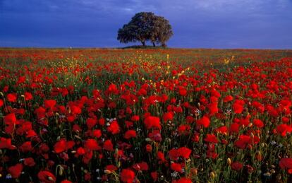 Paisaje de amapolas silvestres en Castilla-La Mancha.