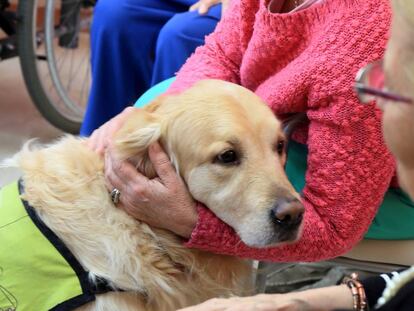 El Hospital de Torrejón reduce un 60% la medicación por depresión gracias a la terapia con animales