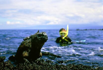 Las Galápagos son una meta para cualquier amante de la naturaleza, pero estas 19 islas del Pacífico y su extraordinario ecosistema están amenazados. Forma parte de la lista de lugares declarados patrimonio mundial por la Unesco que están en riesgo de supervivencia.