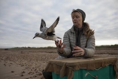 Una de las voluntarias libera a un ejemplar de chorlito gris. Según 'BirdLife International', el 40% de las especies de aves migratorias del mundo están en declive, y las aves acuáticas de todo el mundo están especialmente afectadas. La destrucción y degradación de hábitats y fuentes de alimentos clave, la contaminación y el envenenamiento, la depredación y la caza, tanto legales como ilegales, son las causas principales, así como las amenazas a lo largo de sus rutas migratorias.