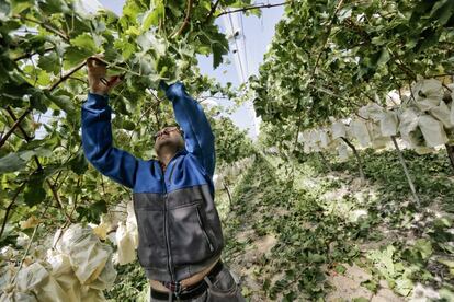 Un trabajador cosecha uvas de mesa en la finca La Serrata de la empresa Uvasdoce en el valle del Vinalopó (Alicante).