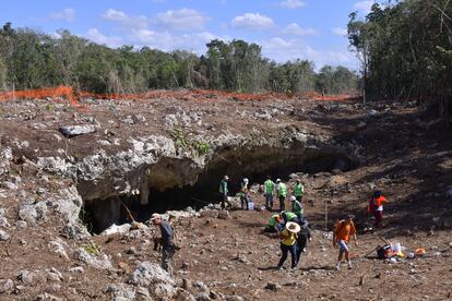 Avispa enojada cueva descubierta Tren Maya