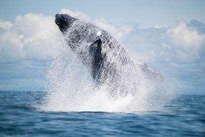 Ballena jorobada en las aguas próximas a la isla de Gorgona, en Colombia.