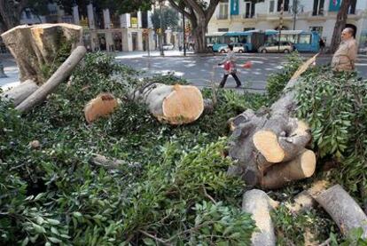 Poda de de árboles en Málaga