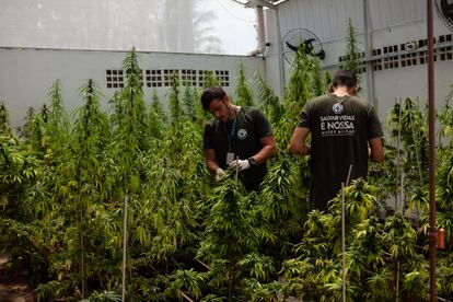 Plantas de maconha em estufas da Associação Brasileira de Apoio Cannabis Esperança (Abrace), em João Pessoa (PB).