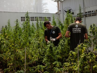 Plantas de maconha em estufas da Associação Brasileira de Apoio Cannabis Esperança (Abrace), em João Pessoa (PB).