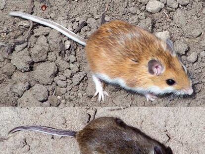 Un ratón rubio y otro pardo.