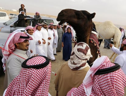 Hombres saudíes participan en el concurso de belleza de camellos.