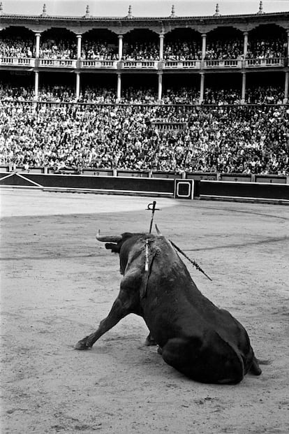 Pamplona, 1960. Masats tomó esta impresionante imagen en la plaza de toros de la capital navarra. El toro con la espada clavada espera la muerte en una pose que no parece la de un animal a punto de morir.