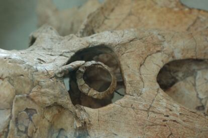Detalle de la órbita ocular en el cráneo de un protoceratops.