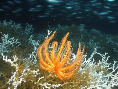Una estrella de mar junto a un campo de corales &#039;Lophelia pertusa&#039;.