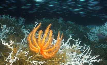 Una estrella de mar junto a un campo de corales &#039;Lophelia pertusa&#039;.