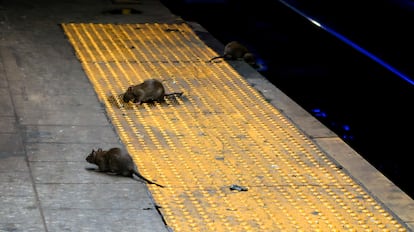 Ratas en el metro de Nueva York